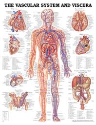 The human muscular system medical anatomy muscular system, human muscular skeletal systems poster, pdf the lymphatic system anatomical chart download, anatomical muscle chart pdf bedowntowndaytona com anatomical muscle chart pdf www bedowntowndaytona com. Http Www Implox Com Au Content Pdfs Anatomical Charts Implox Pdf