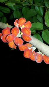 Image result for Cnestis