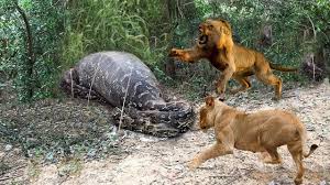 In this wild animal simulator you will play superb action simulator 2018 with lion vs snake and win the fighting lion jungle battle. Lions Vs Big Python Snake Real Fight Lions Attack Crocodile Lion Cheetah Wild Animal Attacks Youtube