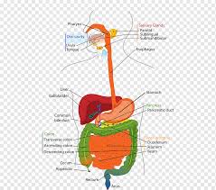 Human Digestive System Digestion Respiratory System Respiratory Tract Gastrointestinal Tract Others Lung Anatomy Gastrointestinal Tract Png Pngwing