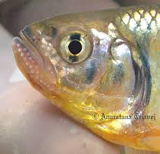 Play fishing games at y8 games. Opsarius Pulchellus Barilius Pulchellus Barilius Pellegrini Seriously Fish