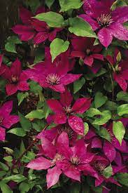 Late flowering clematis for shade. The Best Big Blooming Clematis Finegardening