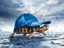 Full hd 3d background wallpaper images for desktop pc, laptop, mac, android phone, tablet, apple iphone, ipad and other deices. 3d Animation Company 3d Animation Company In Usa 3d Animation Company In Uk 3d Animation In Australia Turtles Funny Rain Wallpapers Turtle Wallpaper