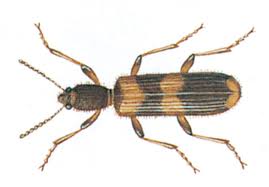 Rote weichkäfer werden 7 bis 10 millimeter lang. Hausbuntkafer Pestium De
