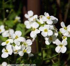 Alpine Rock Cress Seeds Arabis Alpina 1170 Seeds Garden Seeds Market Free Shipping
