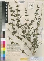 Image result for Duosperma