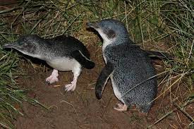 Little Blue Penguins Penguins Penguin Species Animals