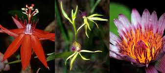 We did not find results for: What S This Make Searching Rainforest Flowers Easier Cool Green Science