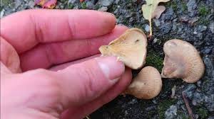 Image result for Paxillus panuoides