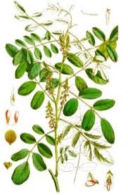 Image result for Indigofera