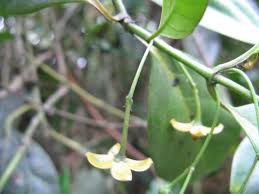 Image result for Loganiaceae