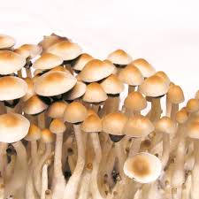 Price listed is per gram. Cubensis Mexico Dutch King Spores For Microscopy Medicinal Mushroom Onlineshop Tyroler Gluck 9 90