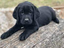 More labrador retriever puppies / dog breeders and puppies in texas. Black Labs For Sale In Texas Oklahoma Missouri Sooner Labs