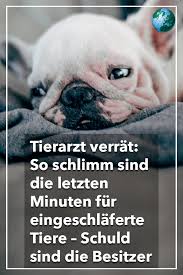 Wir haben ihn noch am selben. Tierarzt Verrat So Schlimm Sind Letzte Minuten Fur Eingeschlaferte Tiere Schuld Sind Die Besitzer Tierarzt Hunde Ausgestopftes Tier