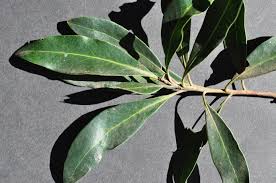 Image result for Faurea intermedia