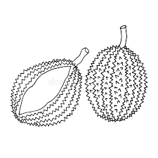 Check spelling or type a new query. Durian Stock Illustrations 3 015 Durian Stock Illustrations Vectors Clipart Dreamstime