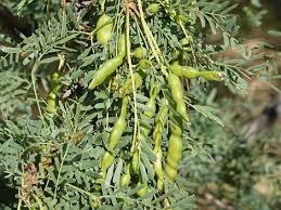 Image result for Prosopis glandulosa