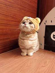 Pin By Cote Venegas On Meo đẹp Iphone Wallpaper Cat Cats Uwu Cat