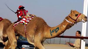 The use of child camel jockeys was outlawed in dubai 13 years ago. There S One Terrific Reason To Race Camels Using Robot Jockeys Howstuffworks