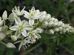 Image result for Voacanga bracteata