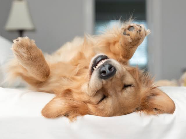 What humans can learn about emotions from animals : Shots - Health News : NPR
