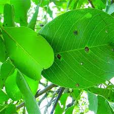 Image result for Pterocarpus
