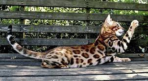 one of my favourite cats ever spotted cat bengal cat cats and kittens