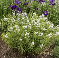 This plant forms as a dense, rounded mound of foliage. Amsonia Hubrichtii Walters Gardens Inc