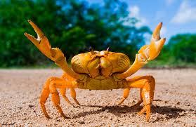 Resultado de imagen para crustaceo