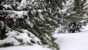 They do routinely replace them but at any given point the tree essentially has a full complement of needles. How To Keep Evergreens Green In Winter Morning Ag Clips