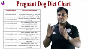 Pregnant Dog Diet Chart In Hindi