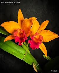 Image result for Habenaria galpinii