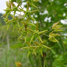 Image result for Cynanchum praecox