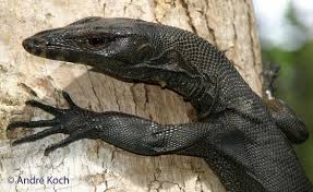 You have to provide a suitable and often very large habitat. Varanus Togianus The Reptile Database