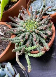 Image result for Euphorbia fanshawei