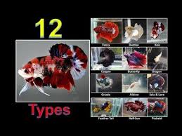 12 Types Of Betta Fish Names Colors And Tails Part 2 Youtube Betta Fish Types Betta Fish Betta