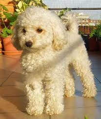 Camila The Toy Poodle Toy Poodle Poodle Puppy Puppy Grooming
