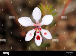 Image result for Merremia verecunda