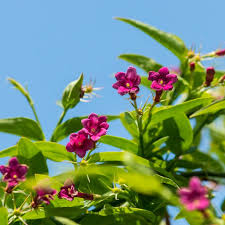 Image result for Jasminum beesianum