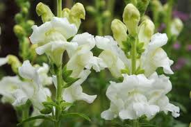 Image result for Antirrhinum majus