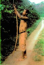 Image result for Scorodophloeus zenkeri