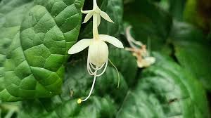 Image result for Clerodendrum capitatum