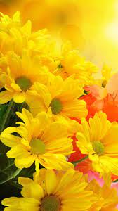 Yellow Flower Wallpaper Hd For Mobile Yellow Flower Wallpaper Yellow Flowers Flower Backgrounds