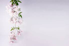 We did not find results for: Nature Trivia 100 Facts Trivia About Plants And Flowers Part 2 Useless Daily Facts Trivia News Oddities Jokes And More
