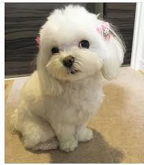 Pin By Anne Mendoza On Wheaten Terrier Grooming Maltese Puppy Maltese Dogs Cute Baby Animals