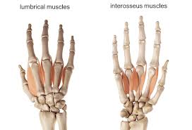 Image result for Normal Anatomic Position of the Hand and Wrist