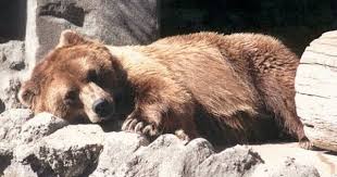 Why Do Animals Hibernate Read Aloud Along Educational Story Book For Children Kids Youtube Animals That Hibernate Which Animals Hibernate Animals