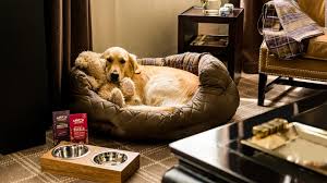 Where pets go on holiday! Pet Friendly Hotels 13 Of The Best Around The World Cnn Travel