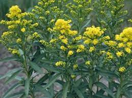Stiff Goldenrod Oligoneuron Rigidum Or Solidago Rigidum Eastern Colorado Native Perennial Food Source For Birds Bees Plants Pollinator Garden Garden Seeds