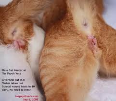 I'm a recently become a cat owner of 2 kittens around 6 months of age. What Is The Procedure For Neutering Cats Quora